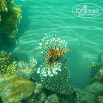 фото из отзыва ID 931443