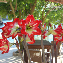 фото из отзыва ID 933174