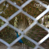 фото из отзыва ID 933420