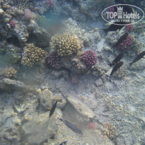 фото из отзыва ID 934100