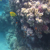 фото из отзыва ID 934100