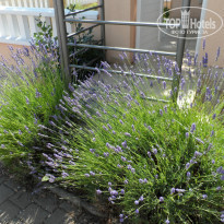 фото из отзыва ID 934379