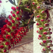 фото из отзыва ID 936340