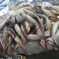 фото из отзыва ID 937789