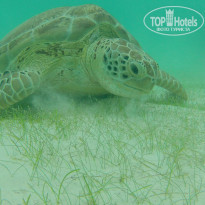 фото из отзыва ID 938130