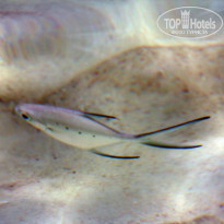 фото из отзыва ID 938232