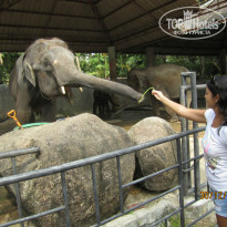 фото из отзыва ID 940414