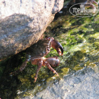 фото из отзыва ID 940836