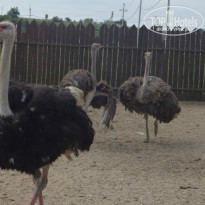 фото из отзыва ID 940920