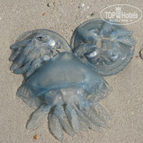 фото из отзыва ID 940998