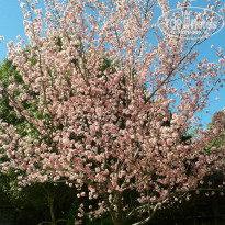 фото из отзыва ID 941174