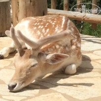 фото из отзыва ID 945181