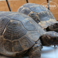 фото из отзыва ID 945368