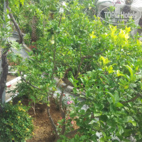 фото из отзыва ID 945185