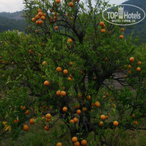 фото из отзыва ID 947667