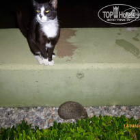 фото из отзыва ID 947548