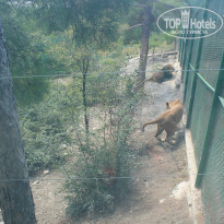 фото из отзыва ID 947486