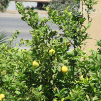 фото из отзыва ID 948241