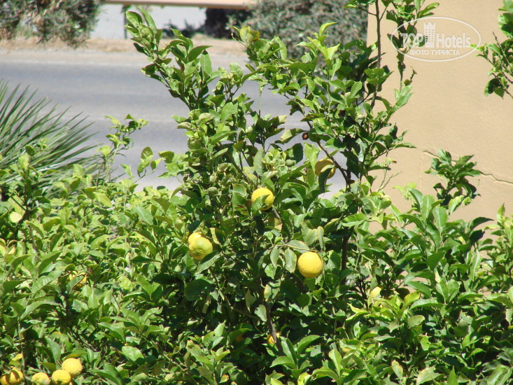 New photos from tourists Corina & Corina Paloma 3*