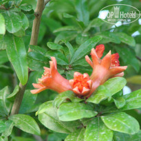 фото из отзыва ID 948241