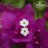 фото из отзыва ID 948401
