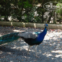 фото из отзыва ID 948247