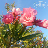 фото из отзыва ID 949124