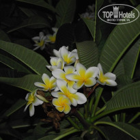 фото из отзыва ID 949244