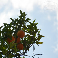 фото из отзыва ID 949940