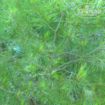 фото из отзыва ID 950482