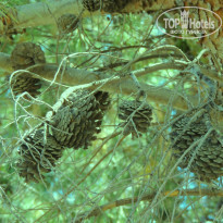 фото из отзыва ID 950482