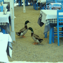 фото из отзыва ID 950482