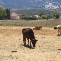 фото из отзыва ID 95222