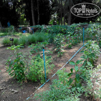 фото из отзыва ID 953066