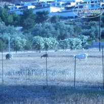 фото из отзыва ID 953658