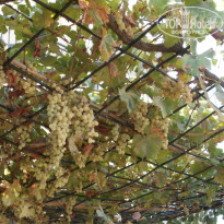 фото из отзыва ID 954558