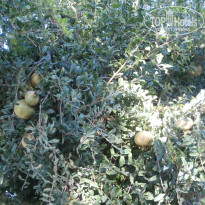 фото из отзыва ID 954558