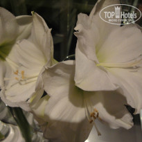 фото из отзыва ID 954638