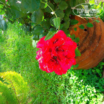 фото из отзыва ID 955172