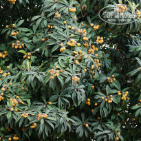 фото из отзыва ID 955273