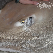 фото из отзыва ID 955364