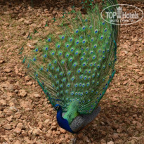 фото из отзыва ID 955200
