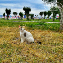 фото из отзыва ID 956542