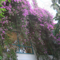 фото из отзыва ID 956995