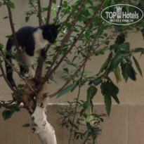 фото из отзыва ID 956287