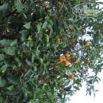 фото из отзыва ID 956032