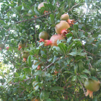 фото из отзыва ID 956032