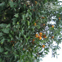 фото из отзыва ID 956032