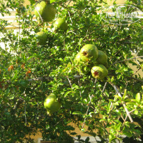 фото из отзыва ID 956032