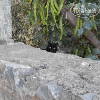 фото из отзыва ID 957972